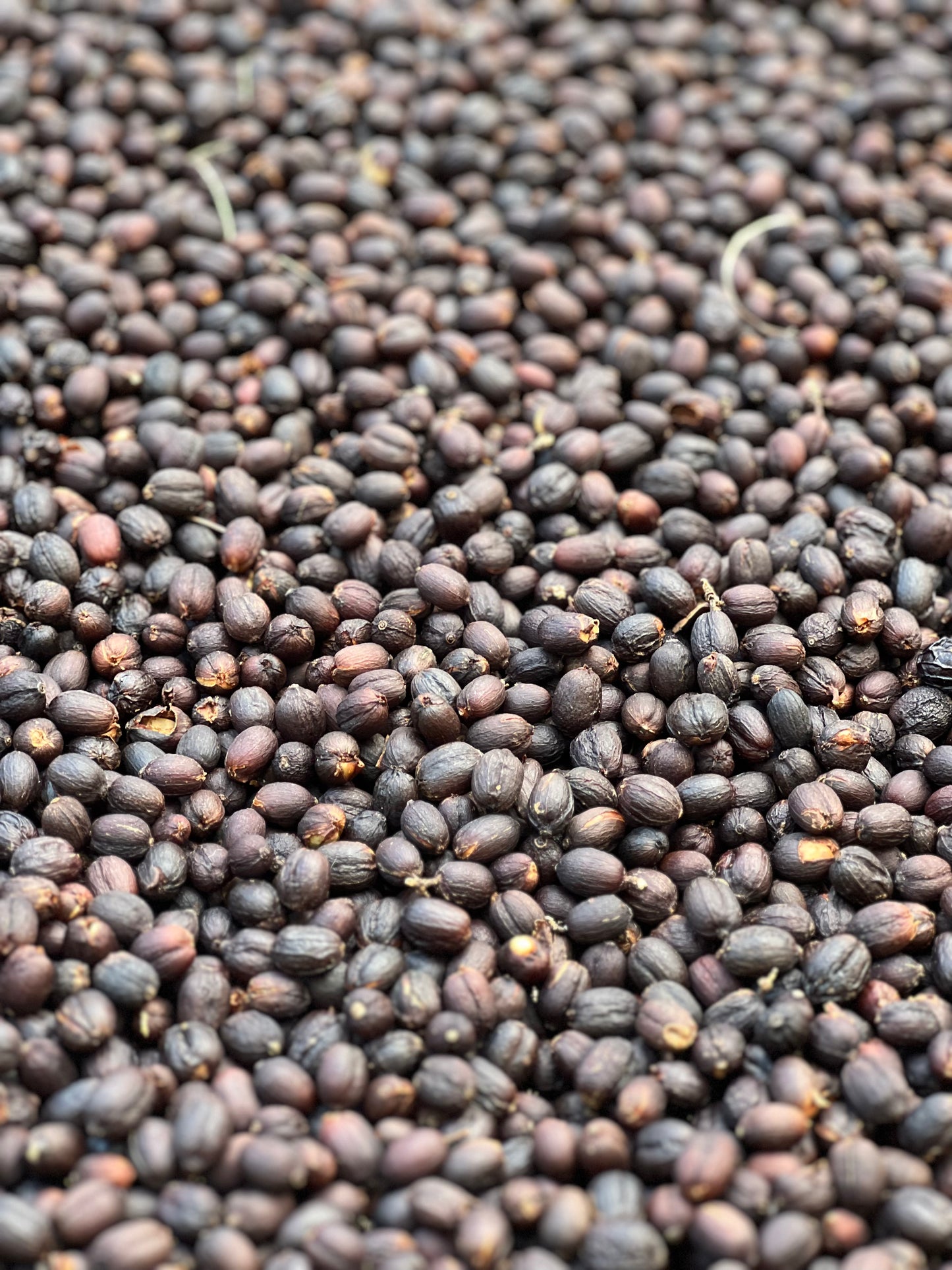 H1 Centroamericano- Natural (8oz)